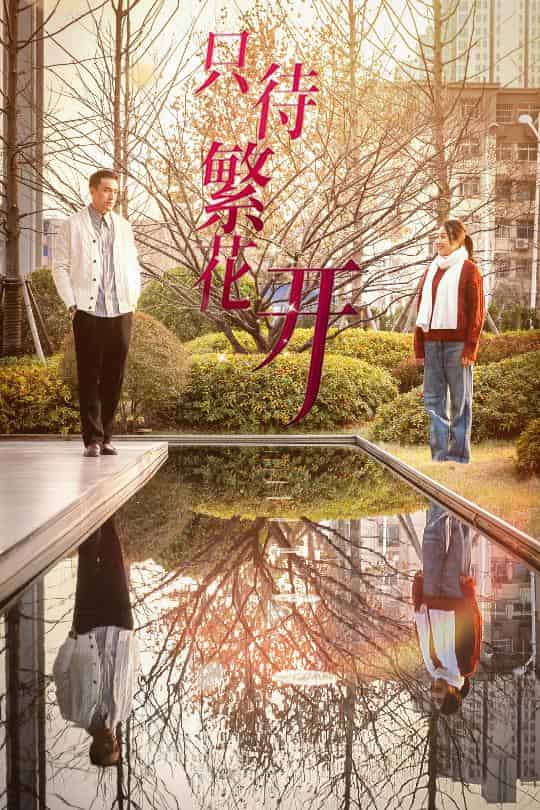 只待繁花开全集