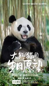 大熊猫的生日愿望全集
