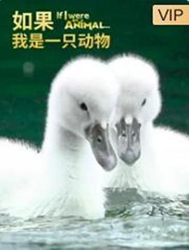 如果我是一只动物全集